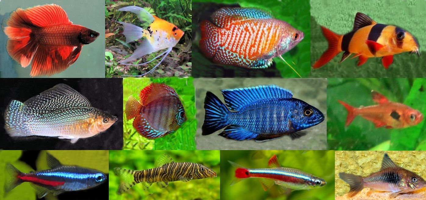 Poissons d'aquarium : Histoire et mode de vie des principales espèces