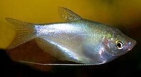 T. microlepis