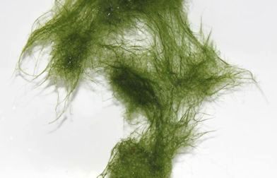 Les Algues Brunes Qui Prolifèrent Dans Un Aquarium