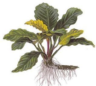 A. barteri var. coffeefolia